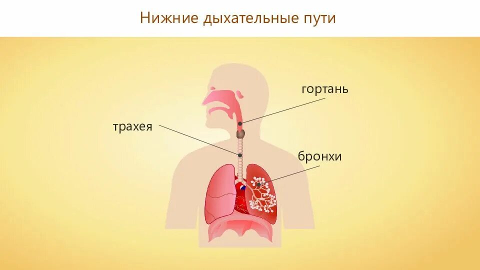 Сколько дыхательных путей. Нижние дыхательные пути. строение нижних дыхательных путей. нижние дыхательные пути человека. верхние отделы дыхательных путей.