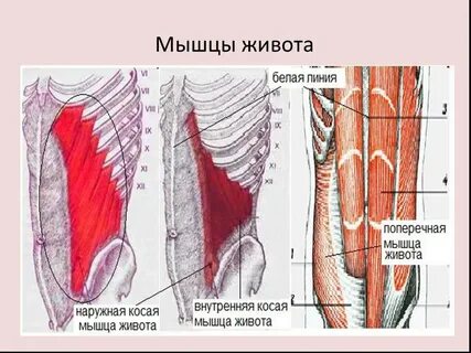 Косы мышцы живота