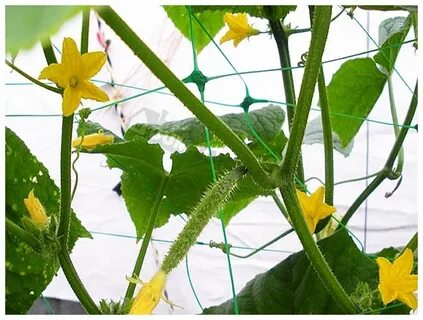 Plant net