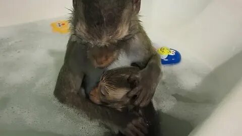 Купание обезьяны в теплой воде группа состав
