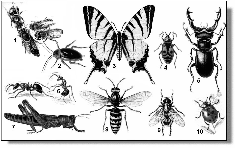 Многообразие насекомых. Зарисовки насекомых. Насекомые рисунок. Многообразие насекомых рисунок. Насекомое работающее на компетентные органы