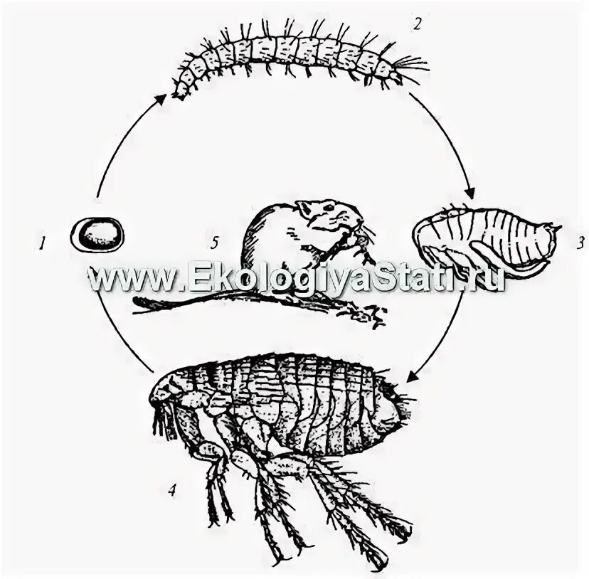 Какой тип метаморфоза характерен для человеческой блохи. Жизненный цикл блохи человеческой. Цикл развития блохи. Цикл развития блохи человеческой. Жизненный цикл блохи грызунов.