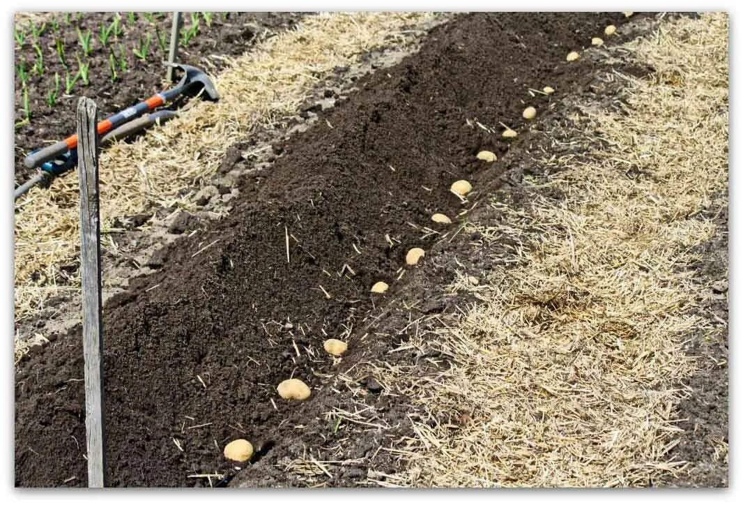 Междурядье для картофеля. Посев картошки. Технология посадки картофеля. Картошка на грядке.
