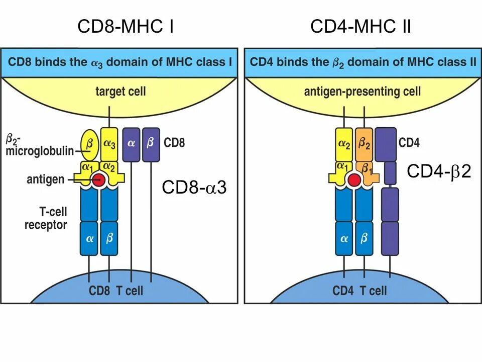 Cd 8 r