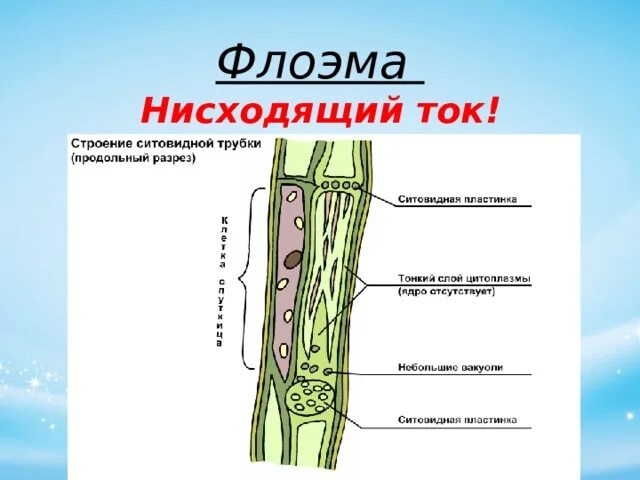 Ситовидные трубки флоэмы. Флоэма ткани растений. Ситовидные трубки луба. Проводящие ткани ситовидные трубки флоэма. Флоэма ток