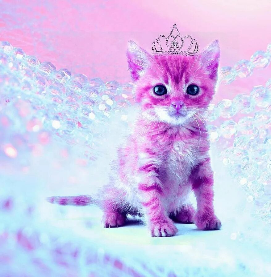 Почему называют киской. Розовый котик. Красивые котята. Милый розовый котенок.