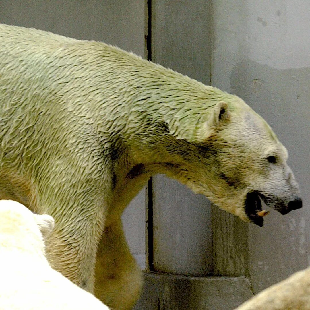 Злой белый медведь. Кожа медведя цвет. Мех полярного медведя. Кожа медведя цвет. Цвет кожи белого медведя.