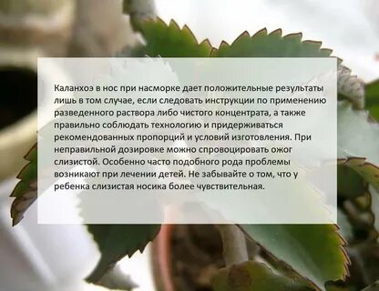 Можно ли детям капать каланхоэ в нос