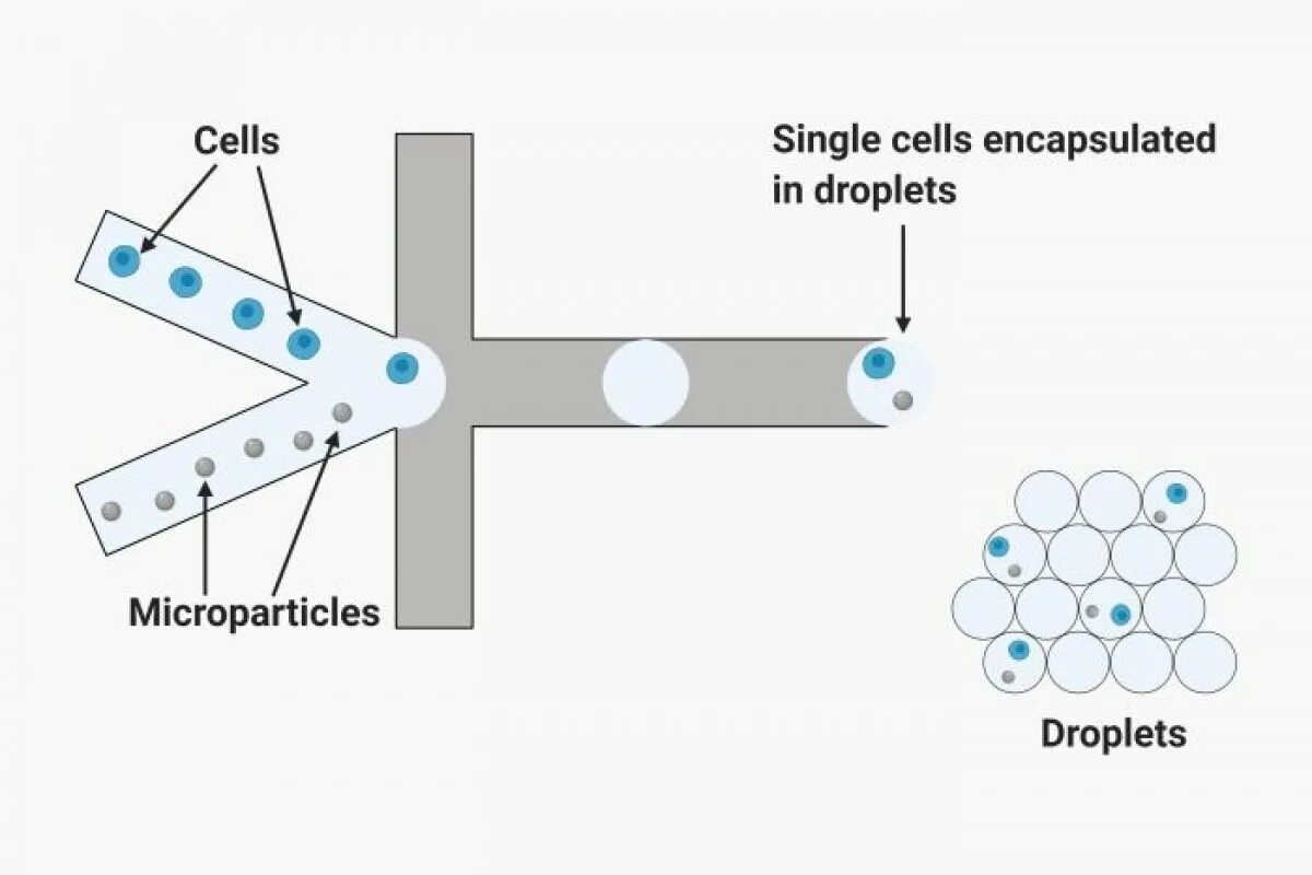 Single cell. Микрофлюидика. Проточная ячейка sequencing Flow Cell. Droplet Trap microfluidic. Microfluidic immunomagnetic Cell sorting.