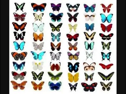 Порноға әйел бұйырады