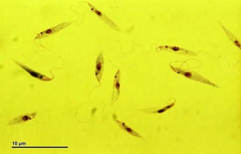 Leishmania tropica