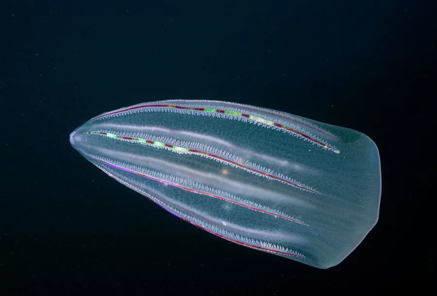 Comb jellies. Гребневика Берое (Beroe ovata). Медуза Гребневик. Медуза Гребневик черного моря. Гребневики Кишечнополостные.