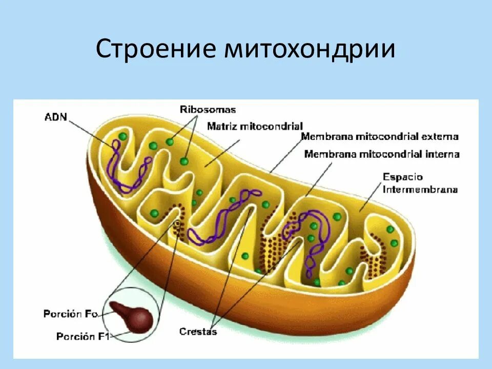 Строение митохондрии. Внуиркнняя месьрага митхонодрии. Строение внутренней мембраны митохондрий. Строение матрикса митохондрий.