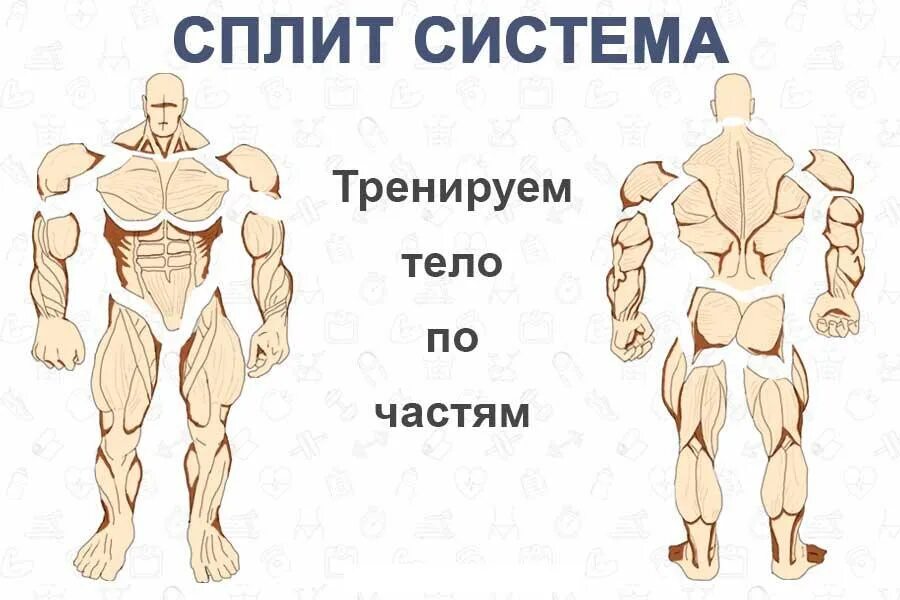 Сплит мышц. Сплит система тренировок. сплит тренировка упражнения. система сплит тренинг. сплит тренировка по частям тела.