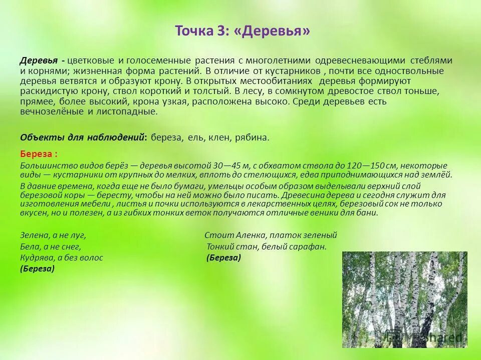 Место обитания деревьев