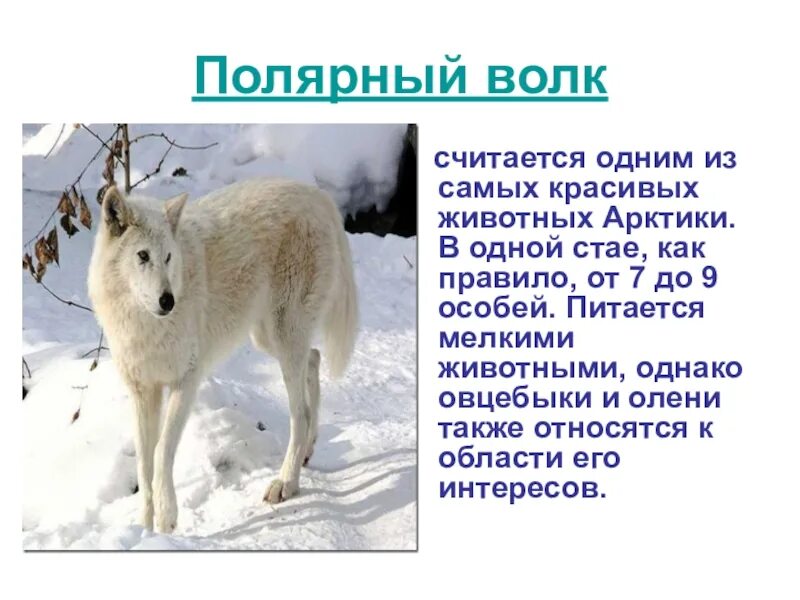 Северные волки текст. Рассказ о животном 2 класс волк. Полярный волк среда обитания. Полярный волк описание. Рассказ о животном 2 класс волк.