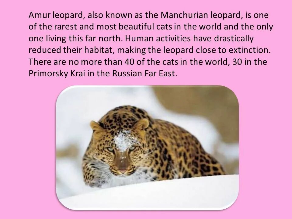 Рассказ о леопарде на английском. Животные красной книги на английском языке. Описание леопарда на английском. Проект по английскому про леопарда.