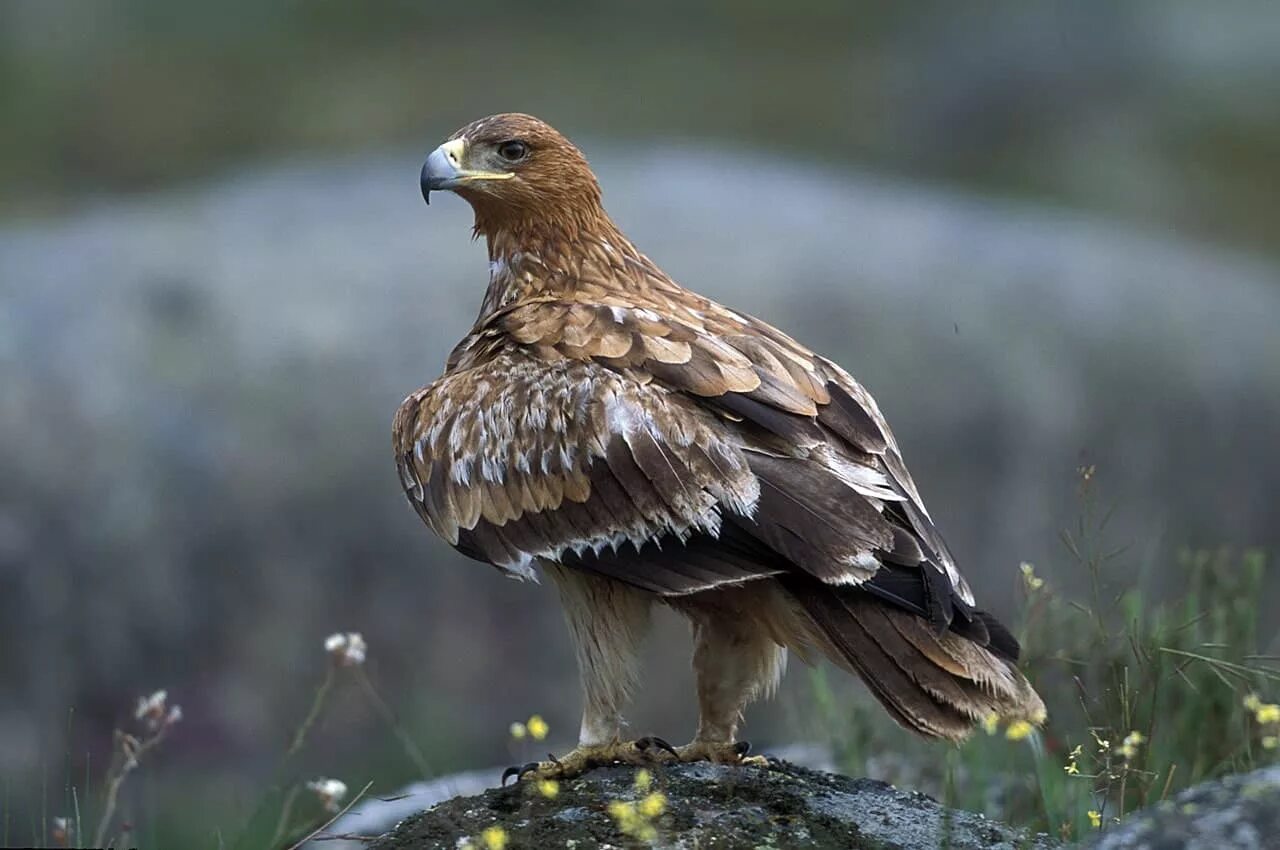 Могильник. Могильник (aquila heliaca). императорский орел могильник. орёл могильник птица. орел могильник и беркут.