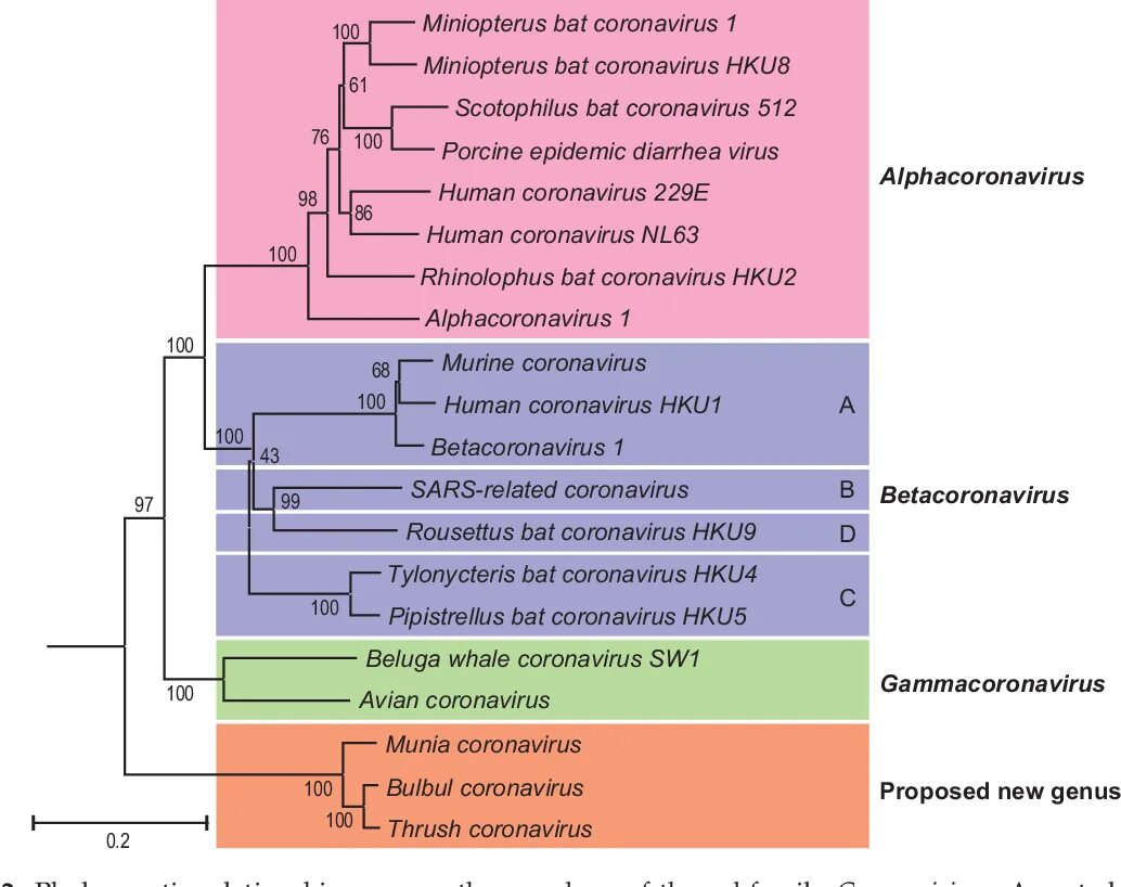 Коронавирус систематика. Бета коронавирусы. Коронавирус классификация. Физиология коронавируса. Коронавирус полном