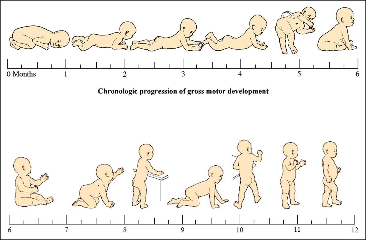 Схема развития ребенка по месяцам. Периоды развития новорожденного по месяцам. Этапы развития ребенка до года по месяцам. Развитие детей от 0 до 1 года по месяцам.