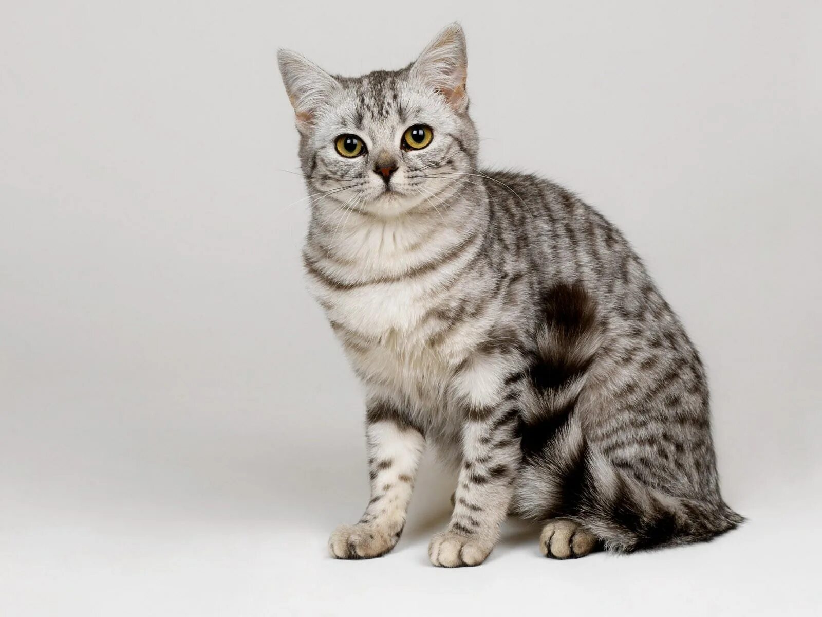 Кошка в полоску порода. Табби макрель. Британская Сильвер табби. Британский короткошерстный кот полосатый. Табби макрель тигровый.