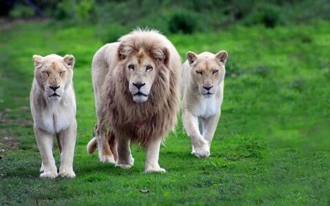 Wildlife lion