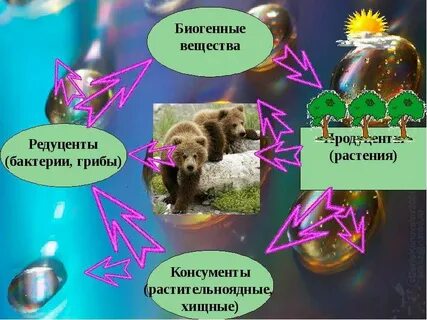 Бактерии и биогенные вещества играют роль