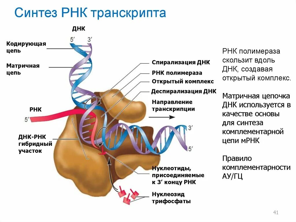 Какая цепь днк матричная. Кодирующая и матричная цепь ДНК. Матричная транскрибируемая цепь ДНК. Смысловая кодирующая цепь ДНК. Матричная ДНК И смысловая.