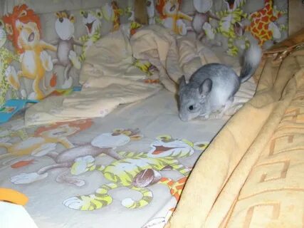 Шиншилла родила