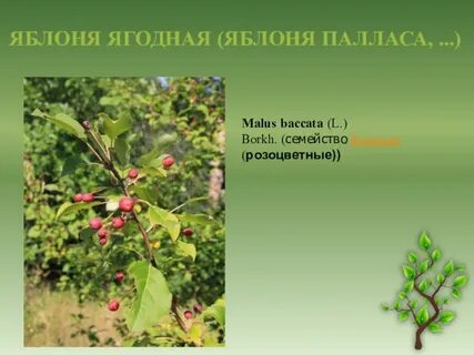 Яблоня покрытосеменные
