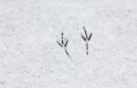 Следы воробьев