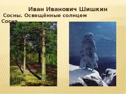 И старые сосны освещенные холодным огнем