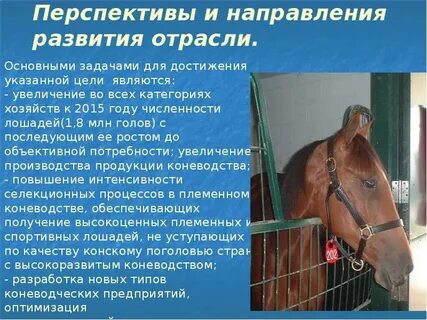 Перспективы животноводства