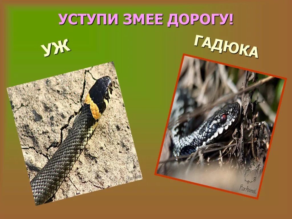 Уж презентация. Опасные животные в лесу. Змеи правила поведения. Лесные опасности 2 класс змеи.