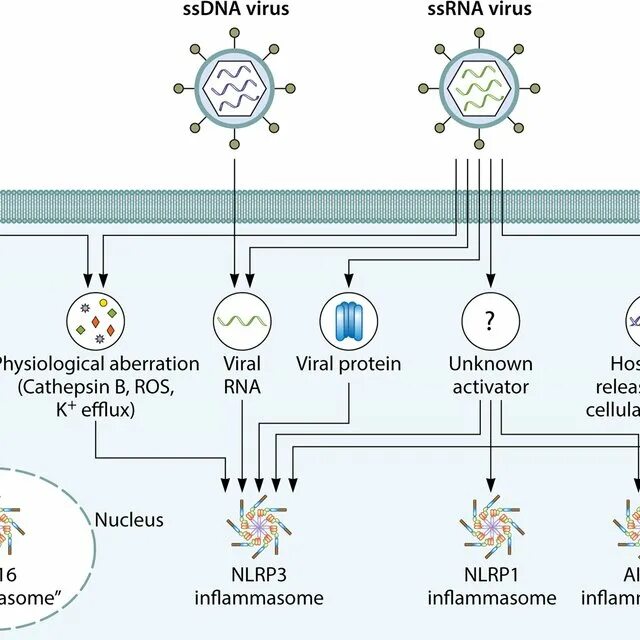 Virus DNA. RNA viruses. Double-Stranded RNA viruses. Вирус Production. Активатор вирус