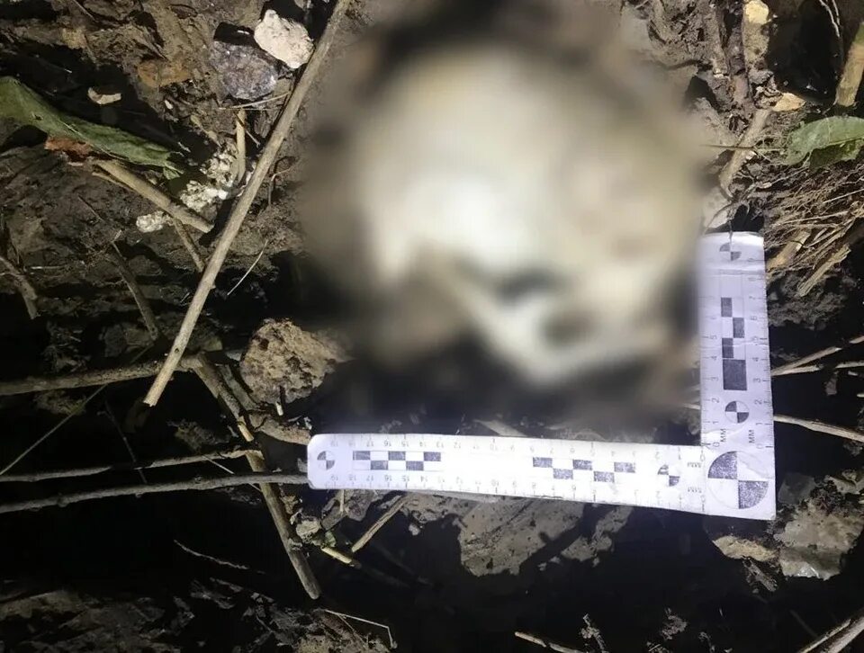 Где нашли мертвую воду. Найден человеческий череп. Останки людей, пропавших в лесу. Человеческие останки найденные в Лихославле. Костные останки пропавшего человека.