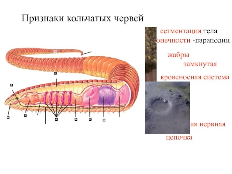 У каких червей сегментированное тело