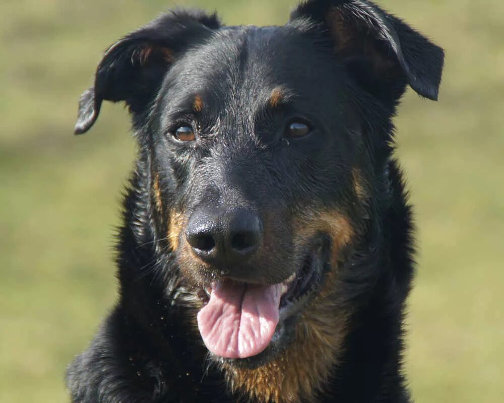 Лабрадор ретривер характер. Собака злится. Овчарка колли. Нрав собак. Нрав собак.