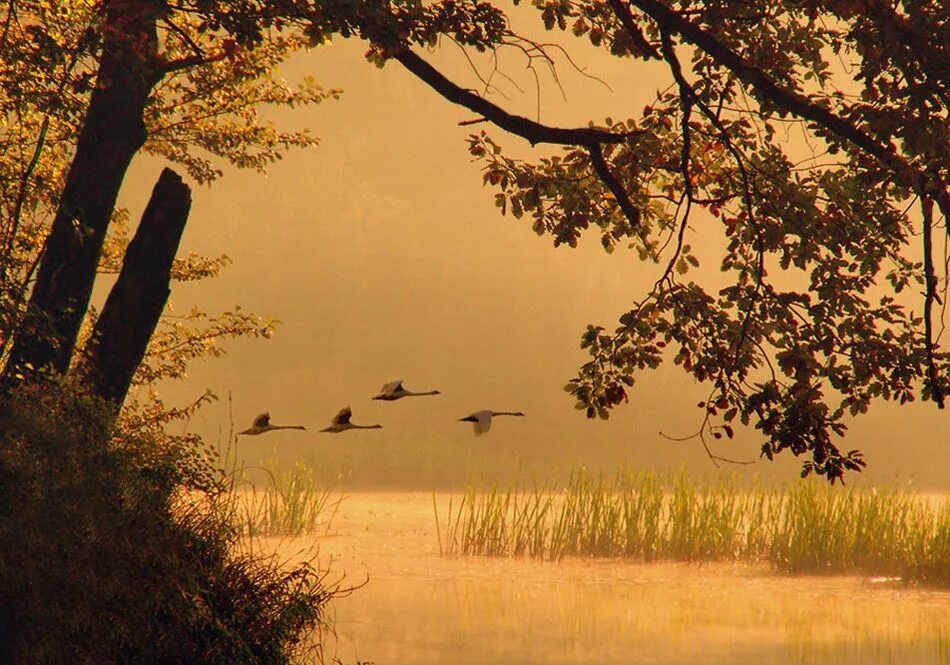 Птицы улетают на Юг. Осенний пейзаж с журавлями. Птицы улетающие на Юг осенью. Осень птицы улетают.