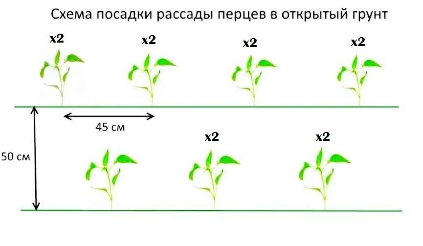Перцы в теплице на каком расстоянии