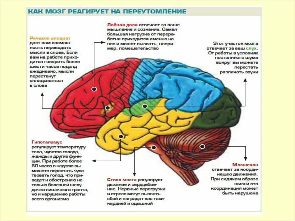 Отдел мозга регулирующий температуру тела. Какой отдел мозга регулирует температуру тела. Доли мозга и что регулируют. Как наш мозг реагирует на кошек.