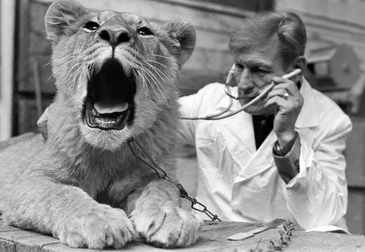 ветклиника старый оскол макаренко. ветеринария 19 века в россии. ветеринарка старое. ветеринарка старое. ветеринария 20 века в россии.