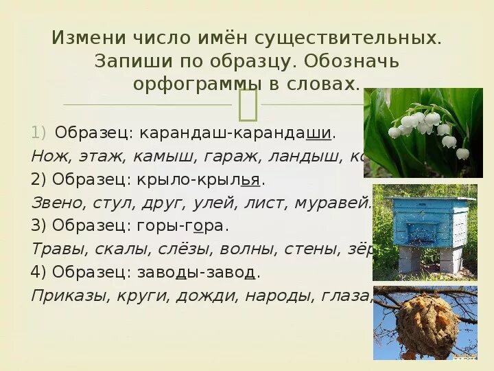 Изменение существительных по числам. Измени число имен существительных. Слово ножницы изменяется по числам. Изменение существительных по числам. Схема ножницы 1 класс.