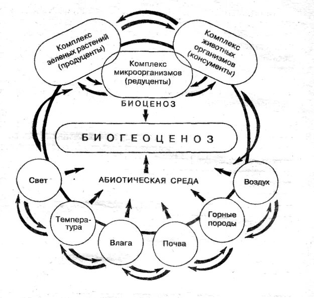 Схема структуры компонентов экосистемы. Структурные компоненты экосистемы схема. Структура экосистемы блок схема. Компоненты биогеоценоза схема. Биогеоценоз основа