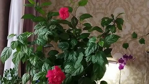 Почему гибискус сбрасывает бутоны
