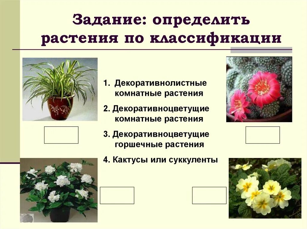 Разновидности комнатных растений. Декоративнолистные комнатные растения. Классификация комнатных цветов. Цветы комнатные подразделяются. Как отличить растения