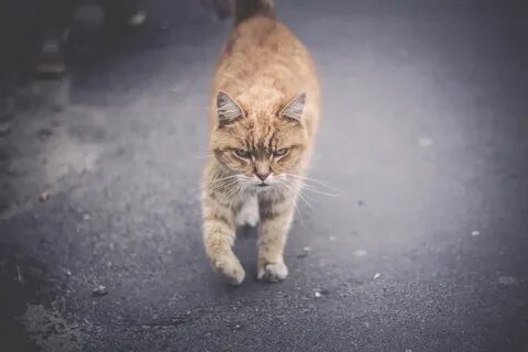 Суровые котики