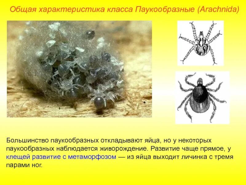 Развитие паукообразных. Тип развития паукообразных. Класс паукообразные клещи. Метаморфоз паукообразных.