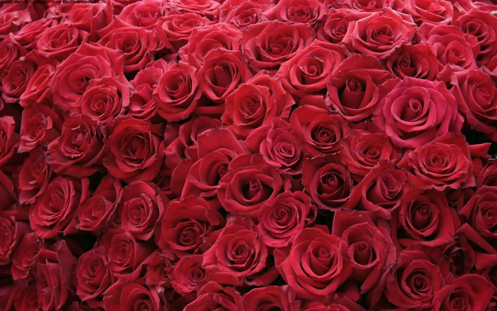 Фон цветы. Розы. Много роз. Красные розы.