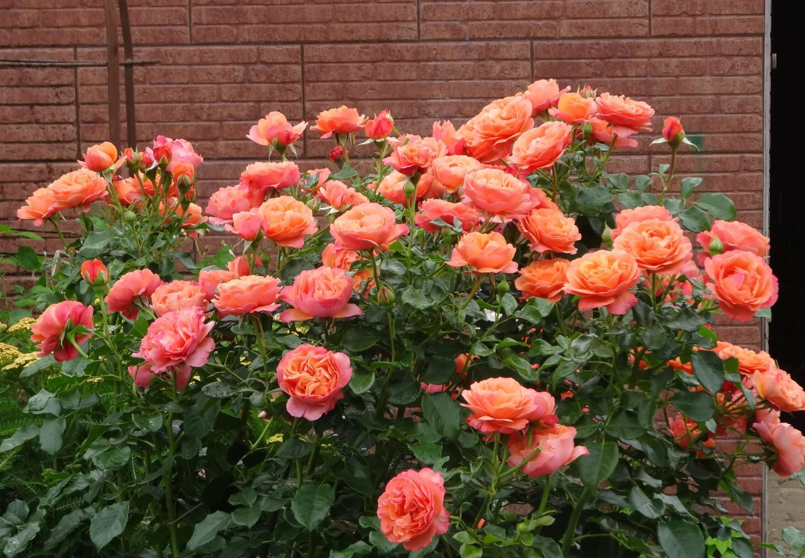 Корал лионс роуз (coral lions-rose). Rjhfek kbjy kb. Корал лионс роуз. Корал лайонс роуз. Корал лионс роуз.